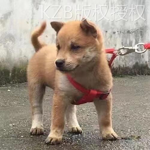 五黑犬广西土猎犬虎头赶山犬土狗看家护院大骨架正宗活物狩猎幼犬 - 图1