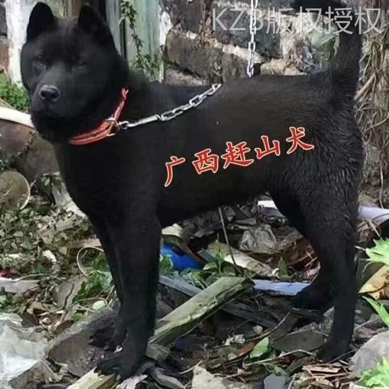 五黑犬中华田园犬大型犬赶山犬巡山犬狩猎犬打猎犬大骨架幼崽活物 - 图3