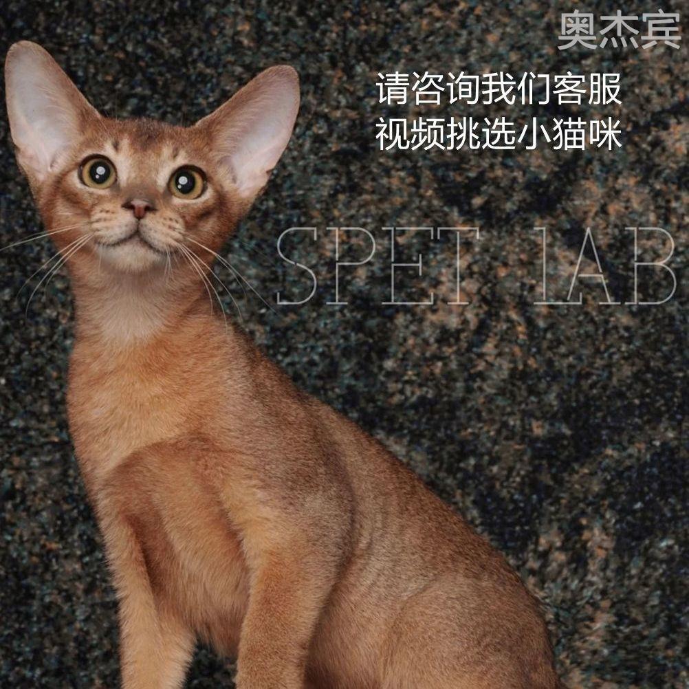 阿比西尼亚猫幼仔蓝金纯种红栗色赛级豹猫宠物猫埃及无毛猫咪活物-图1