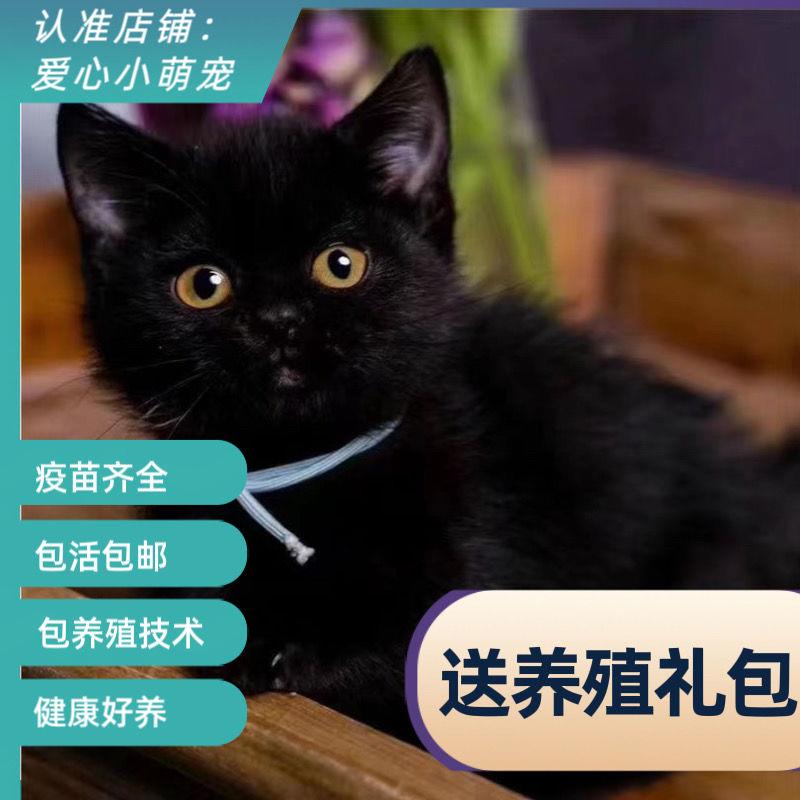 中华田园猫活物橘猫幼崽宠物猫狸猫黑猫白猫英短猫咪活物便宜宠物-图0