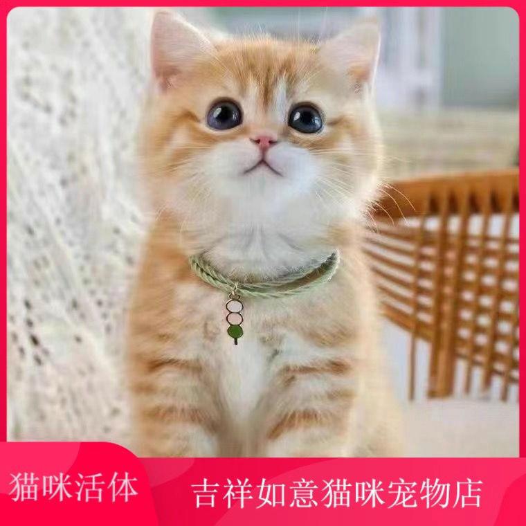 中华田园猫小猫活体家养狸花猫橘猫橘白猫小奶猫土猫幼崽纯黑猫咪-图0