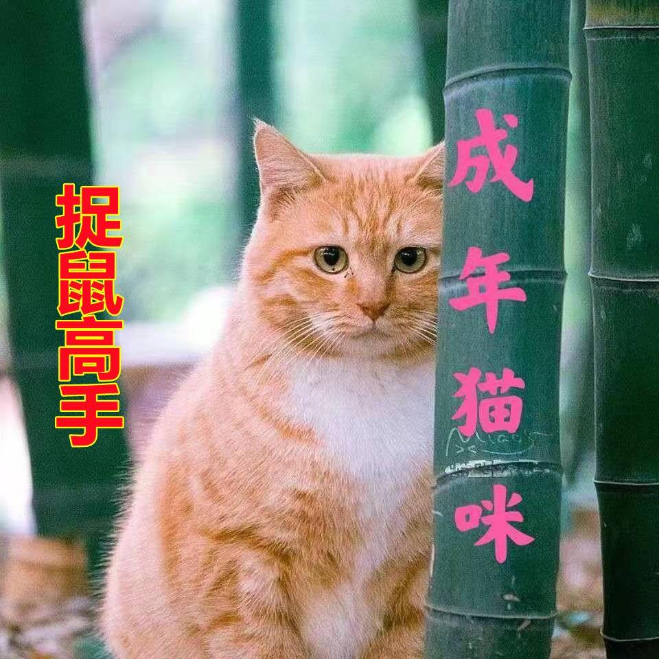 中华田园猫橘猫橘白猫网红三花猫宠物猫狸花猫狸猫土猫猫咪黑白猫 - 图1