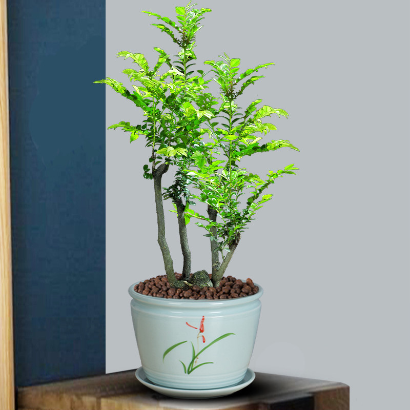 小叶紫檀盆栽老桩办公好养易活绿植 又名黑骨茶老桩好养常青茶桌客厅书房标配 云中御旗舰店