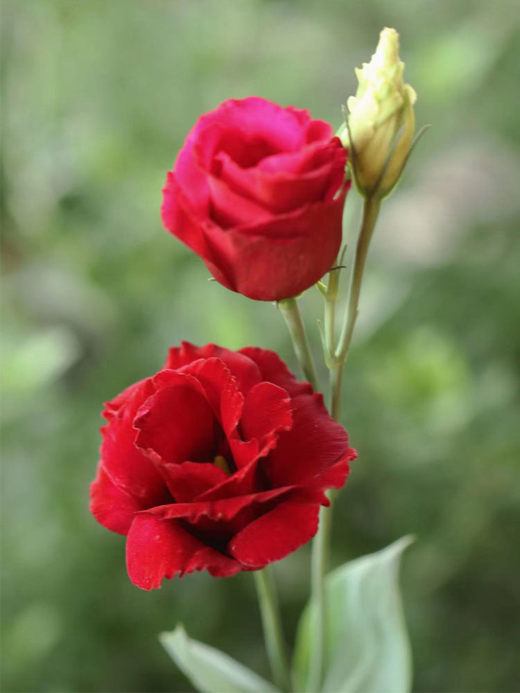 矮生重瓣洋桔梗花种籽子四季播种开花室内外花苗盆栽鲜花卉种子孑