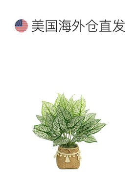 自营 Creative Displays Outdoor Calladium Bush Arrangement -