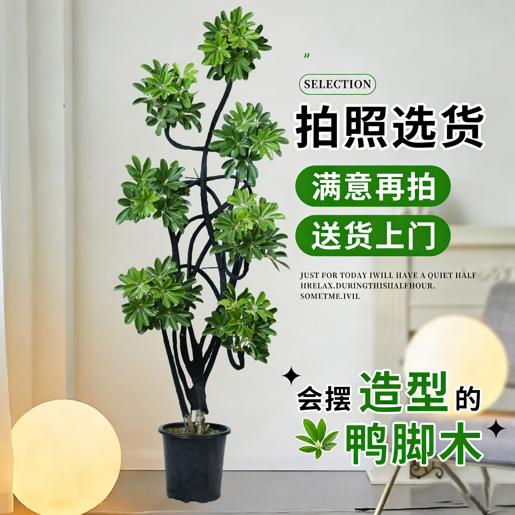 造型鸭脚木客厅大盆栽鸭掌木鹅掌柴室内乔迁绿植植物大型落地四季,淘宝优惠券,粉丝福利购,淘宝优惠卷
