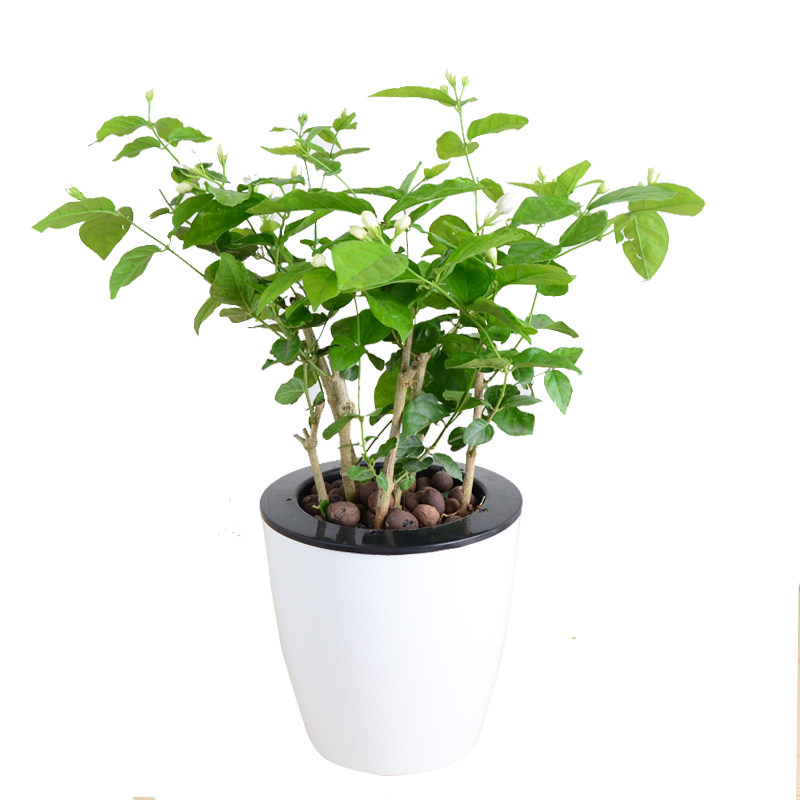 茉莉花盆栽茉莉花苗植物室内室外四季常青芳香净化空气花卉盆景