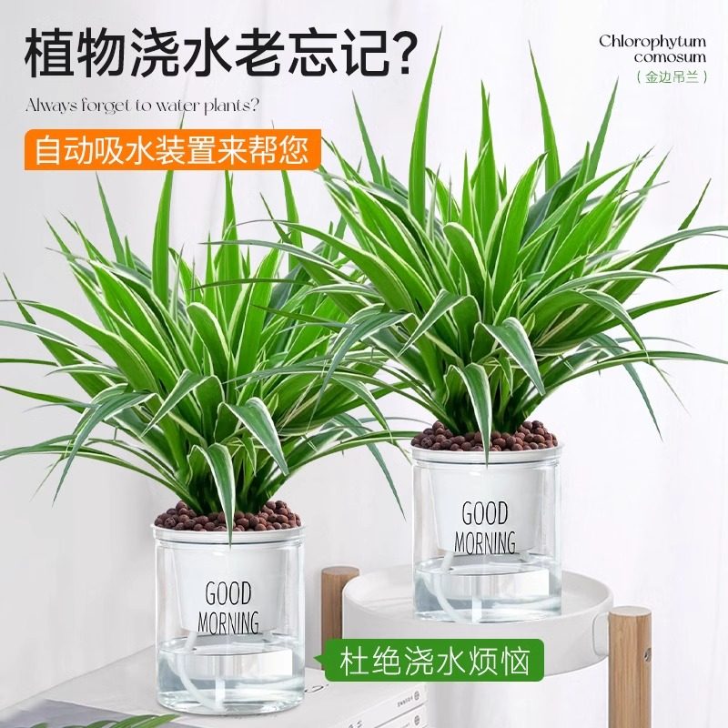 【吸毒王】金边吊兰室内植物盆栽垂吊花卉净化空气吸甲醛水培绿植,淘宝优惠券,粉丝福利购,淘宝优惠卷