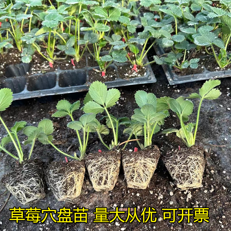 四季奶油草莓苗秧盆栽阳台种植带土新苗红颜丹东99种籽子当年结果-图0