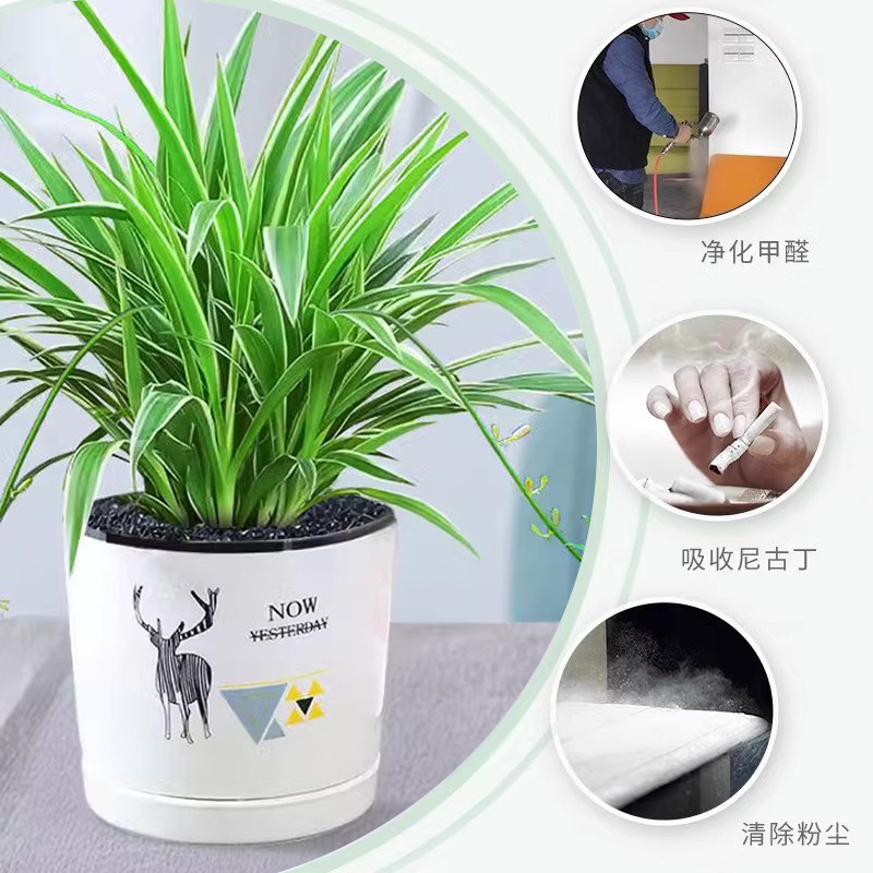 【吸毒王】金边吊兰室内植物盆栽垂吊花卉净化空气吸甲醛水培绿植,淘宝优惠券,粉丝福利购,淘宝优惠卷