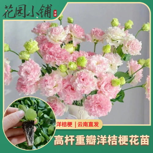 重瓣洋桔梗小苗多年生易活阳台庭院易种植原土发货盆栽花卉云南发 - 图0