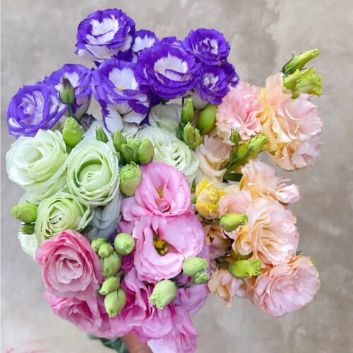 重瓣洋桔梗小苗多年生易活阳台庭院易种植原土发货盆栽花卉云南发 - 图1