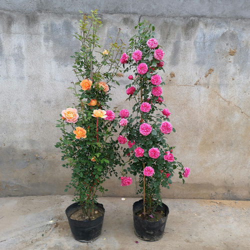 1.6米大苗 藤本月季蔷薇花苗大花爬藤植物四季开花卉浓香玫瑰盆栽 - 图2