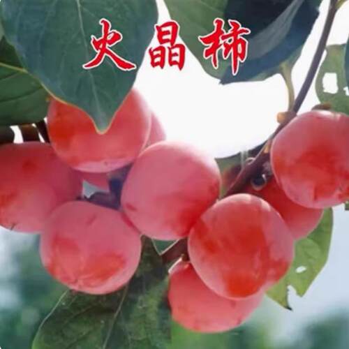 稀有火晶柿子树苗磨盘甜柿子苗树嫁接苗南方北方种植地栽当年结果 - 图1