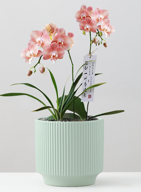 桌面花盆陶瓷北欧亚光简约花盆大号带托盘吊兰多肉蝴蝶兰绿植盆栽