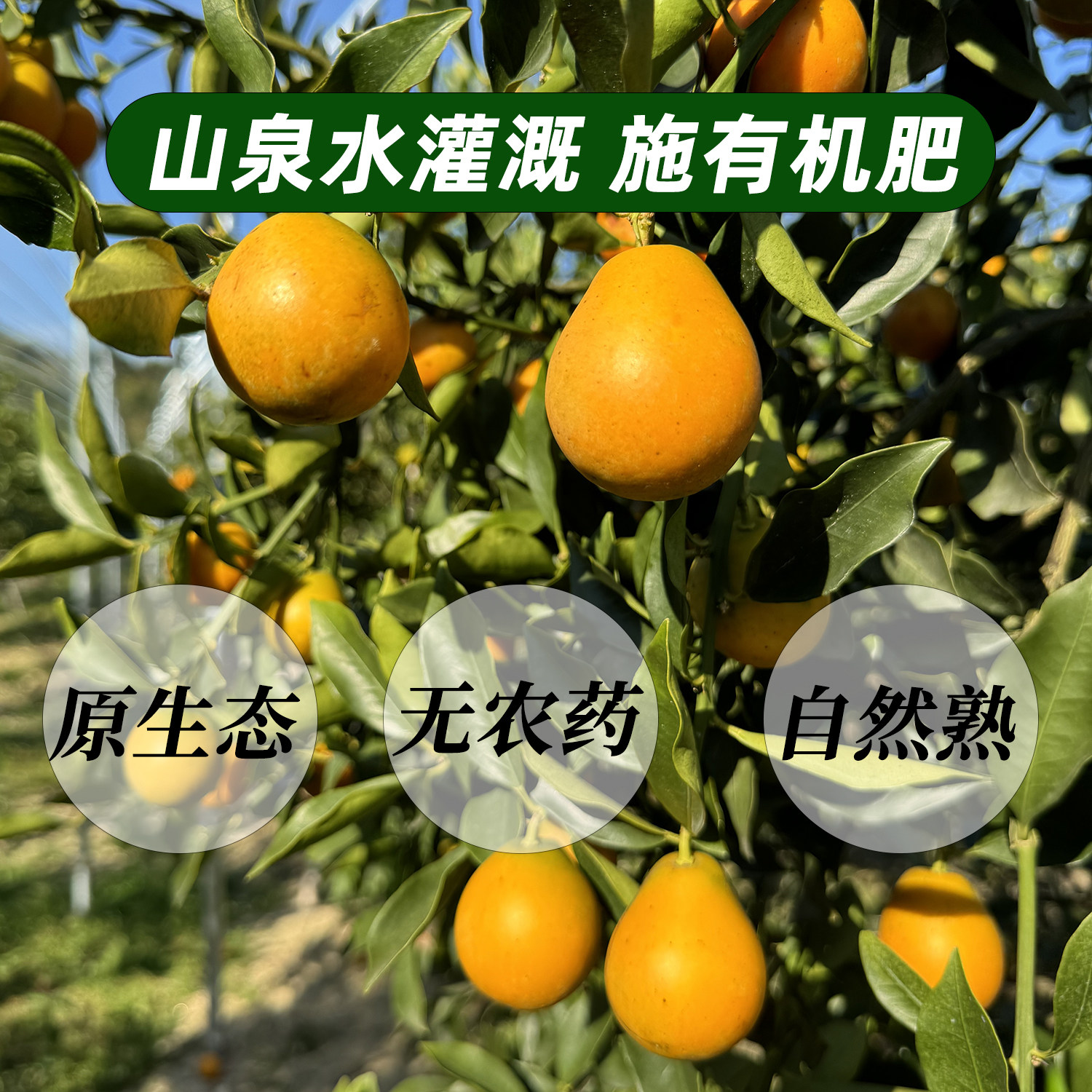 正宗广西融安金桔第三代脆蜜金柑无籽新鲜大果鲜果单独包装礼品盒,淘宝优惠券,粉丝福利购,淘宝优惠卷