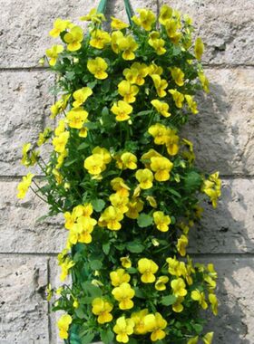 室内悬挂式番茄种植袋室外垂直十