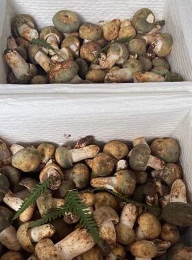 六层加厚松茸吸水纸冰袋