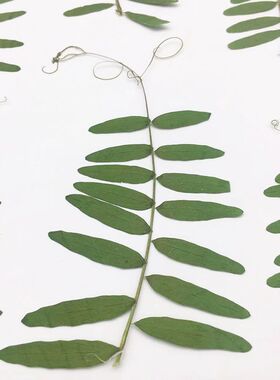 麻豆叶压花手工DIY材料