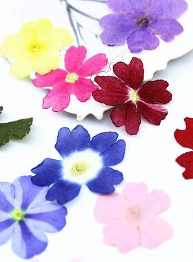 美女樱干花滴胶手机壳DIY