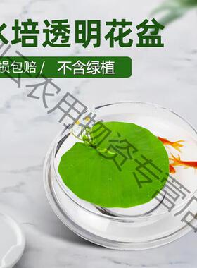 水培玻璃花瓶透明碗莲荷花铜钱草盆缸养睡莲的专用花盆鱼缸植物器