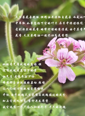 玫瑰天竺葵单方精油天然植物香叶天竺葵精油平民玫瑰正品扩香香薰