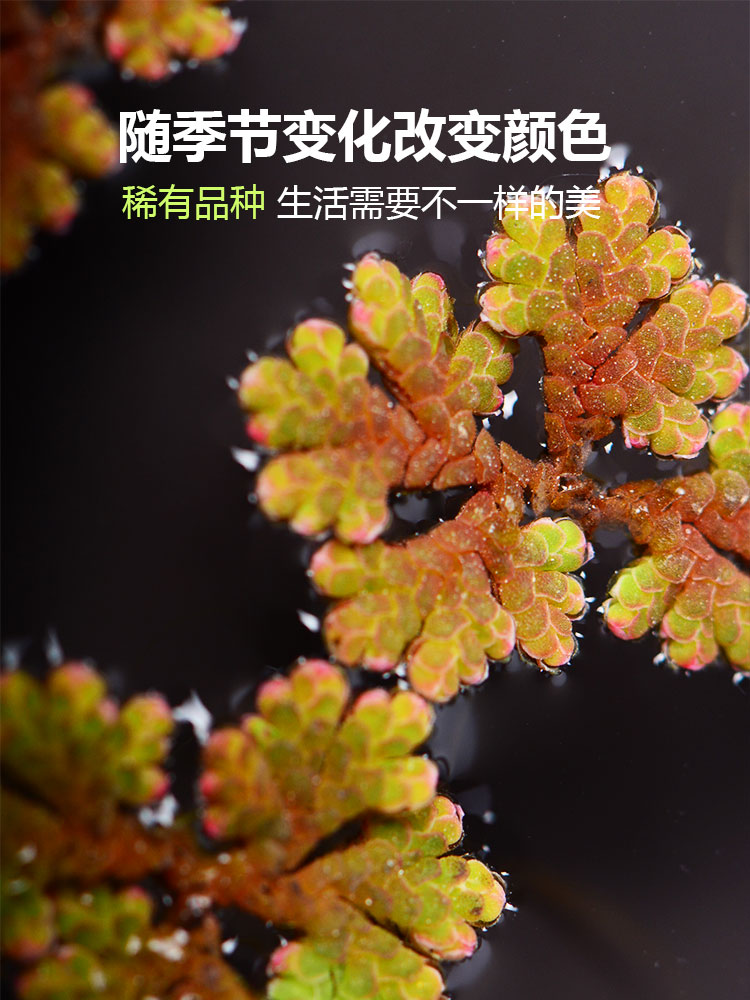 鱼缸浮萍水草植物浮性飘浮水除no3净化水质微景观珊瑚浮萍满江红 万掌宝家居专营店 淘优券