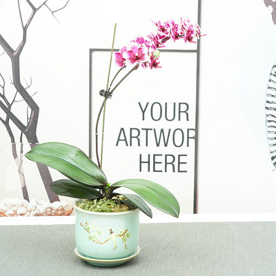 花语自由蝴蝶兰带花发货四季开花植物办公室内开花植物送礼花卉 虎窝淘