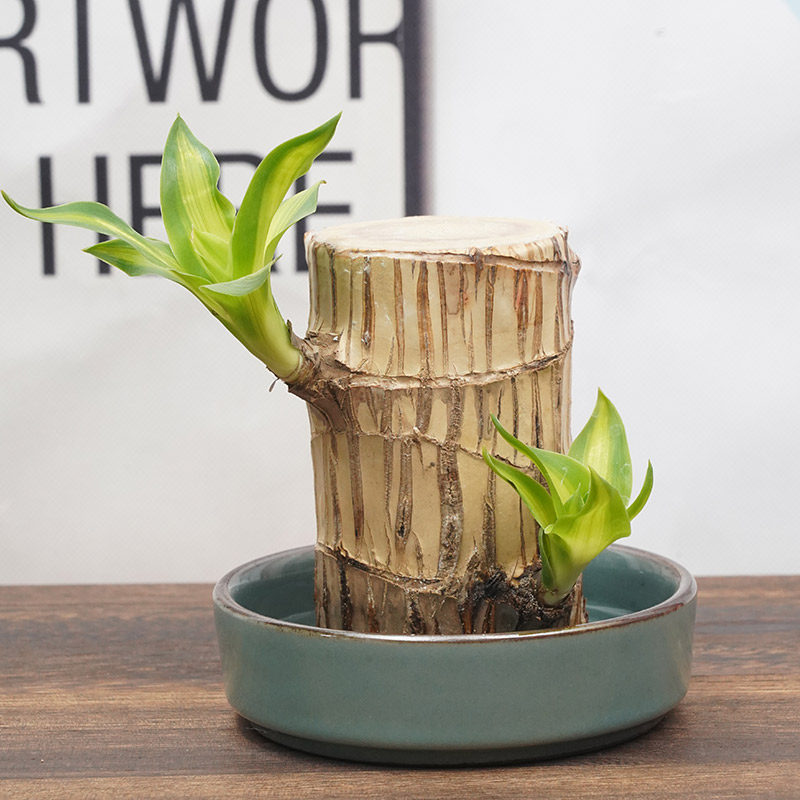 巴西木幸运木水养植物带芽苞水培植物幸运木巴西