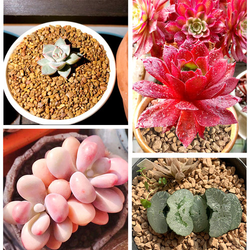 硅藻土颗粒种植拌土铺面垫底物理杀虫种植介质君子兰种植多肉颗粒 - 图2