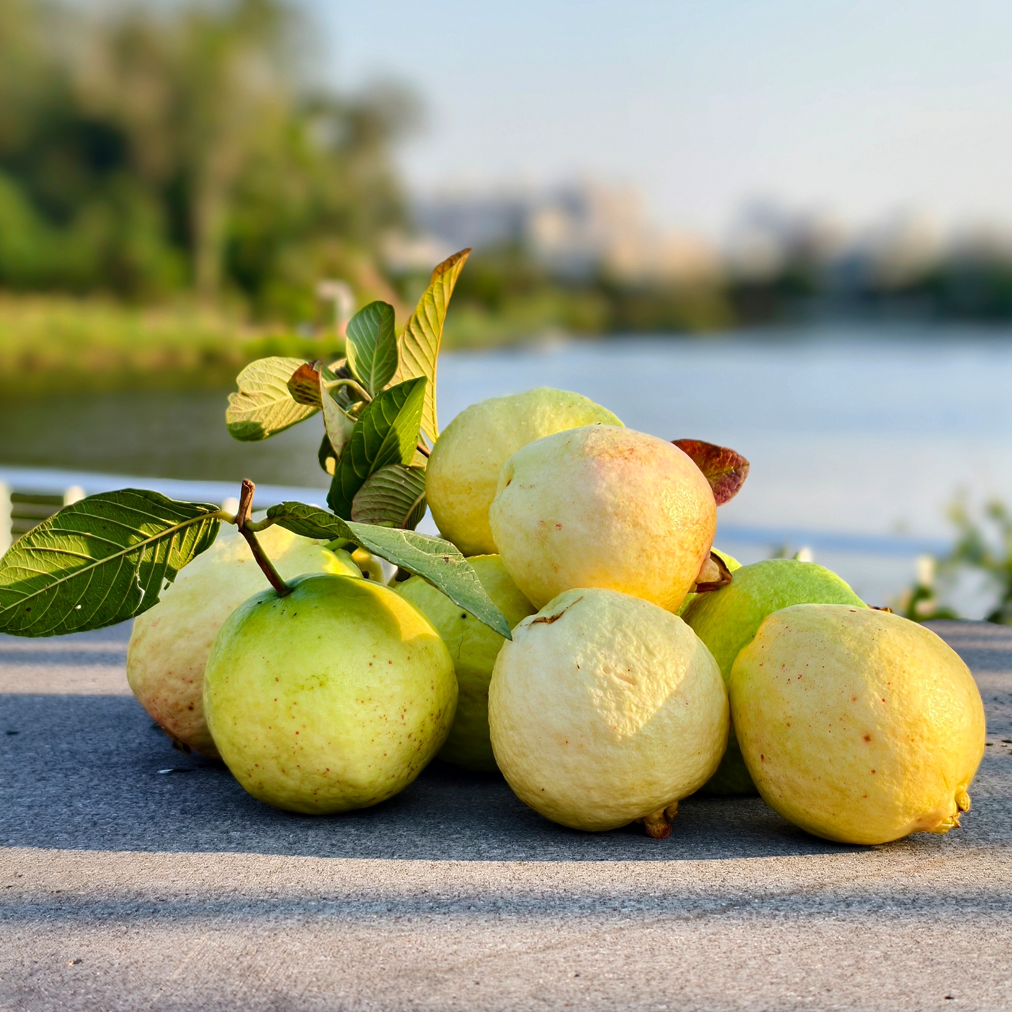 广东奶油芭乐软糯清香 不催熟 新鲜水果 白心软番石榴 软心鸡屎果 - 图0