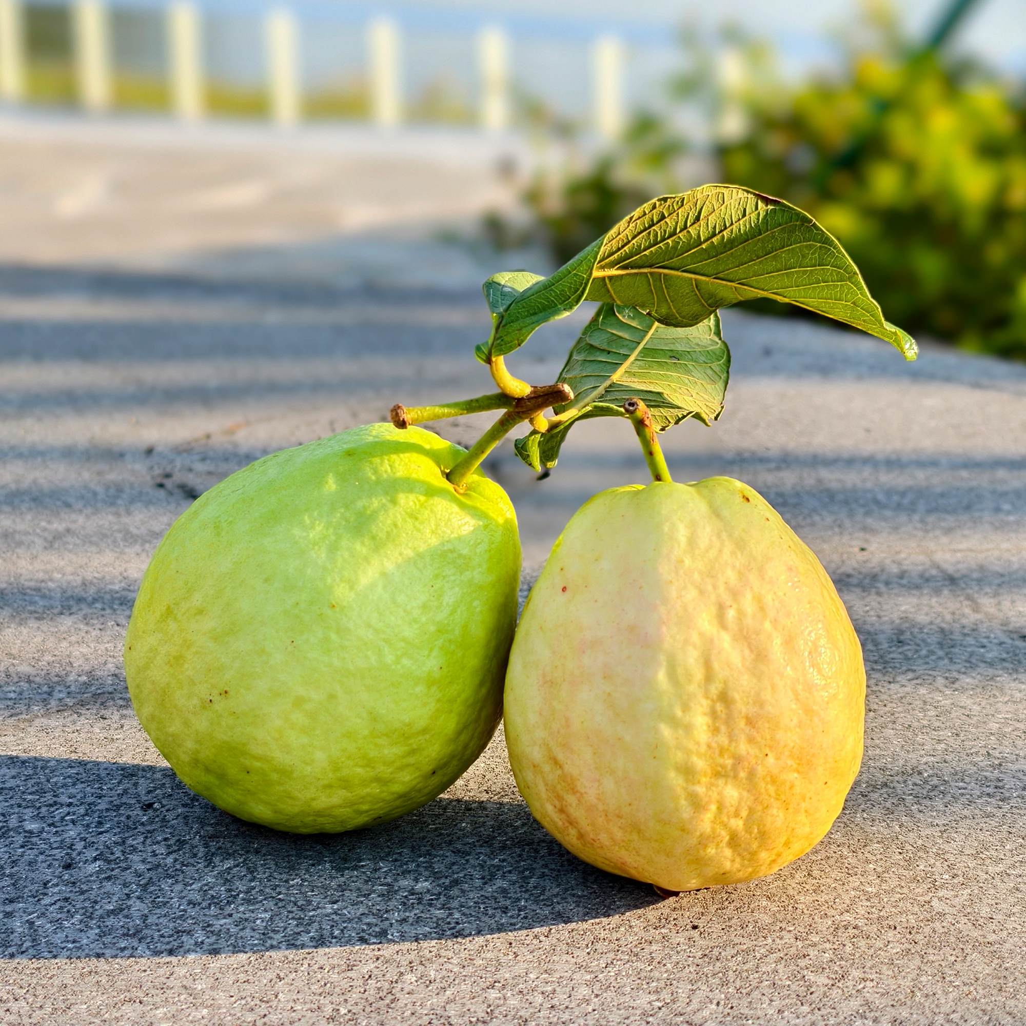 广东奶油芭乐软糯清香 不催熟 新鲜水果 白心软番石榴 软心鸡屎果 - 图3