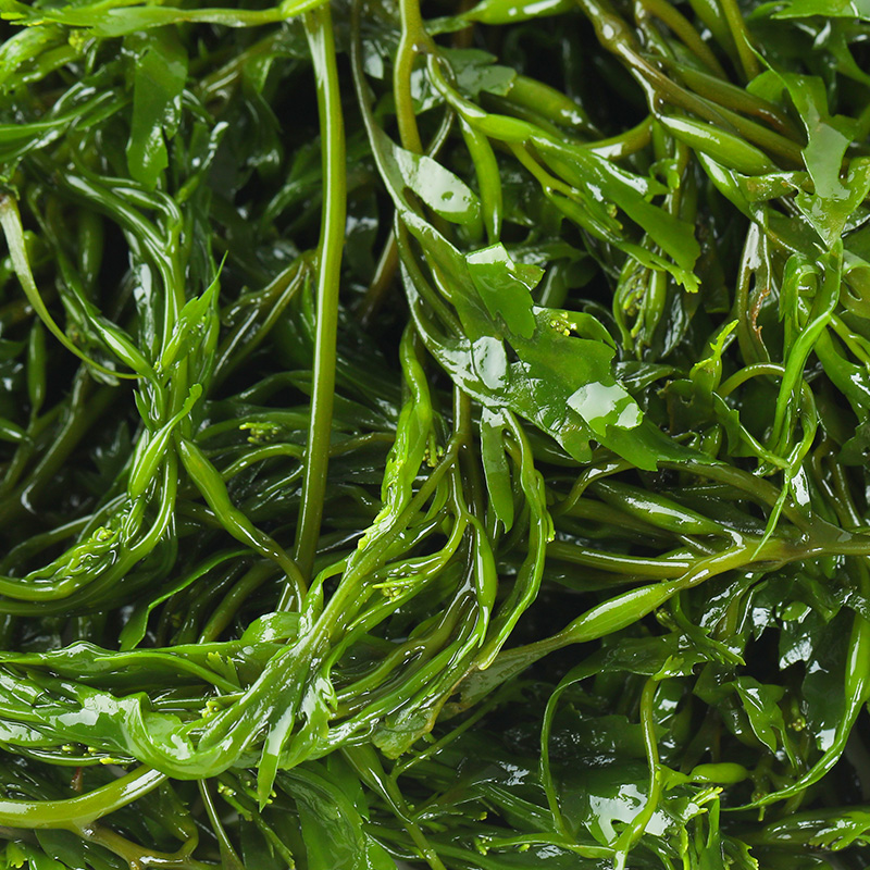 马尾藻长寿菜新鲜海草鞭炮笋海带丝嫩苗海藻菜羊栖菜火锅凉拌菜 - 图3