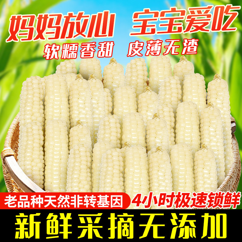 云南西双版纳拇指玉米新鲜手指小玉米迷你现摘甜白糯宝宝孕妇玉米