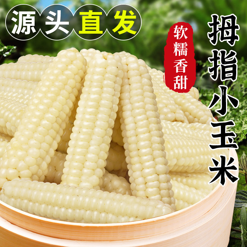 云南西双版纳拇指玉米新鲜手指小玉米迷你现摘甜白糯宝宝孕妇玉米