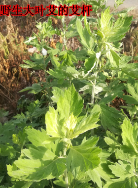 野外自然生长艾草3年陈纯艾杆