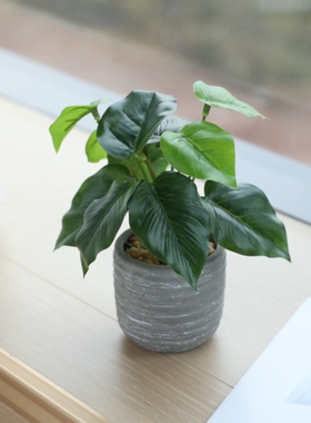 泰环高级感逼真桌面绿植小盆栽