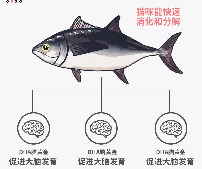 鲜肉猫粮鱼肉味2.5kg5斤散装成猫幼猫特价非10kg20斤猫粮通用型 - 图2