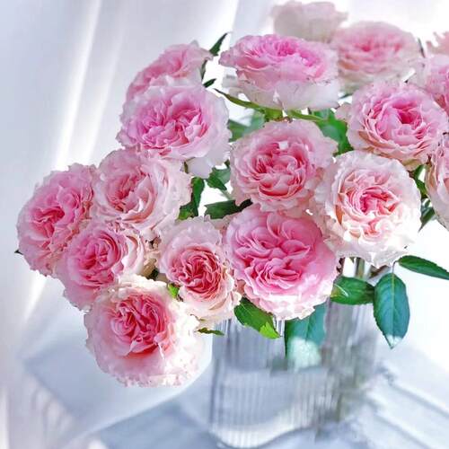 偏爱玫瑰 | 玫瑰花 鲜花 云南直发A级 咖啡时间礼物店内任2扎顺丰 - 图2