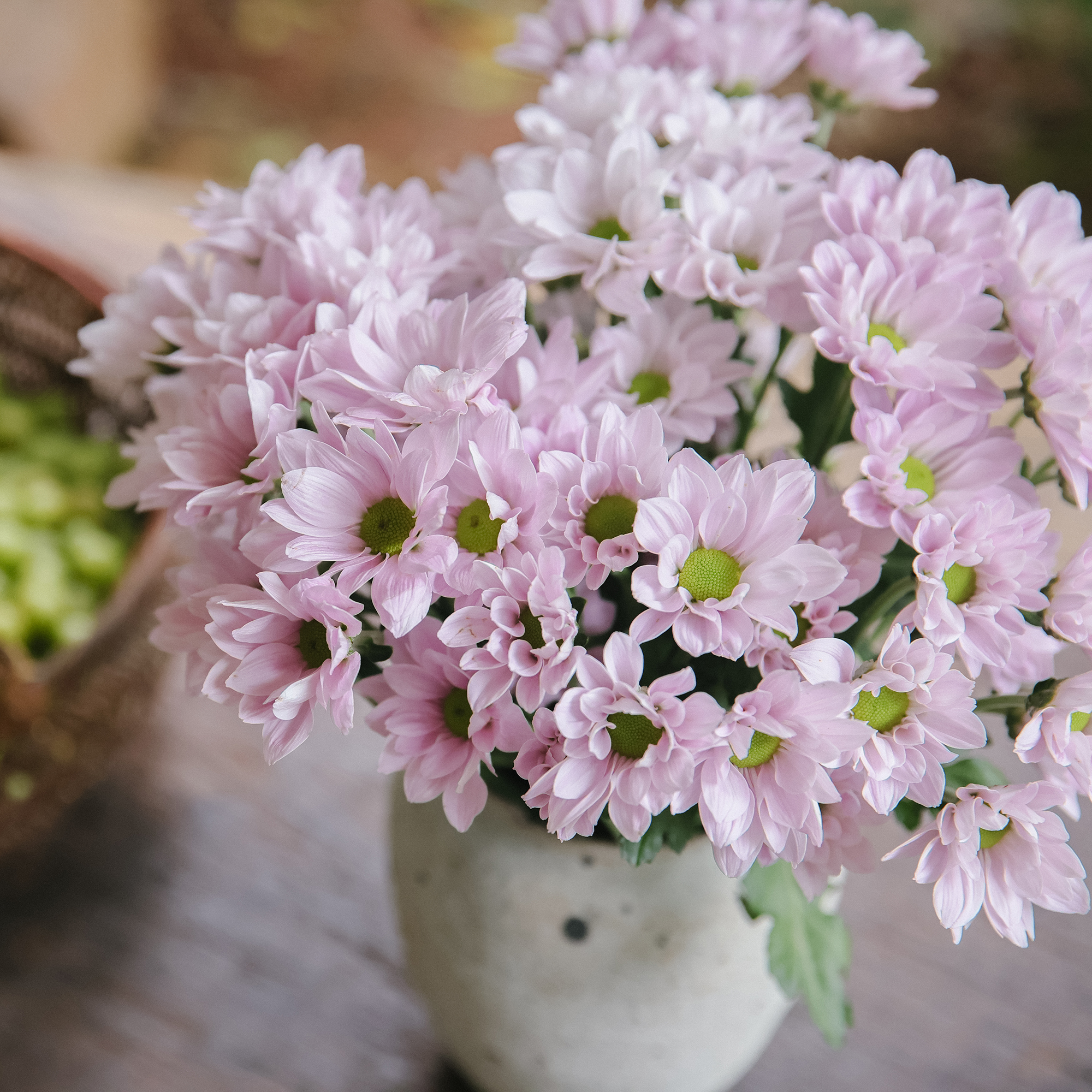 超长待机 | 鲜花云南直发小雏菊调色板花期长店内2扎顺丰空运包邮 - 图0