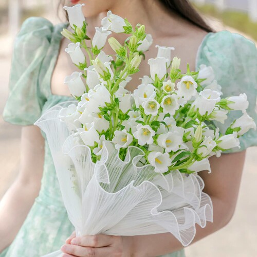 春日来信 | 云南鲜花直发风铃草 铁线莲 火龙珠 红豆 花期长 顺丰 - 图2