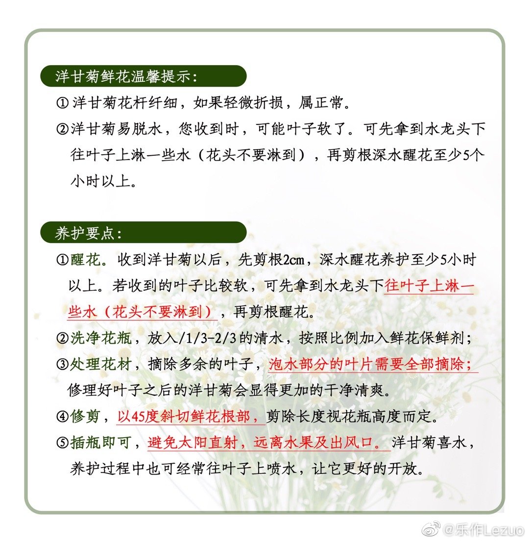 云南直发 洋甘菊鲜花 第2件半价 顺丰空运包邮甜香好闻 - 图1