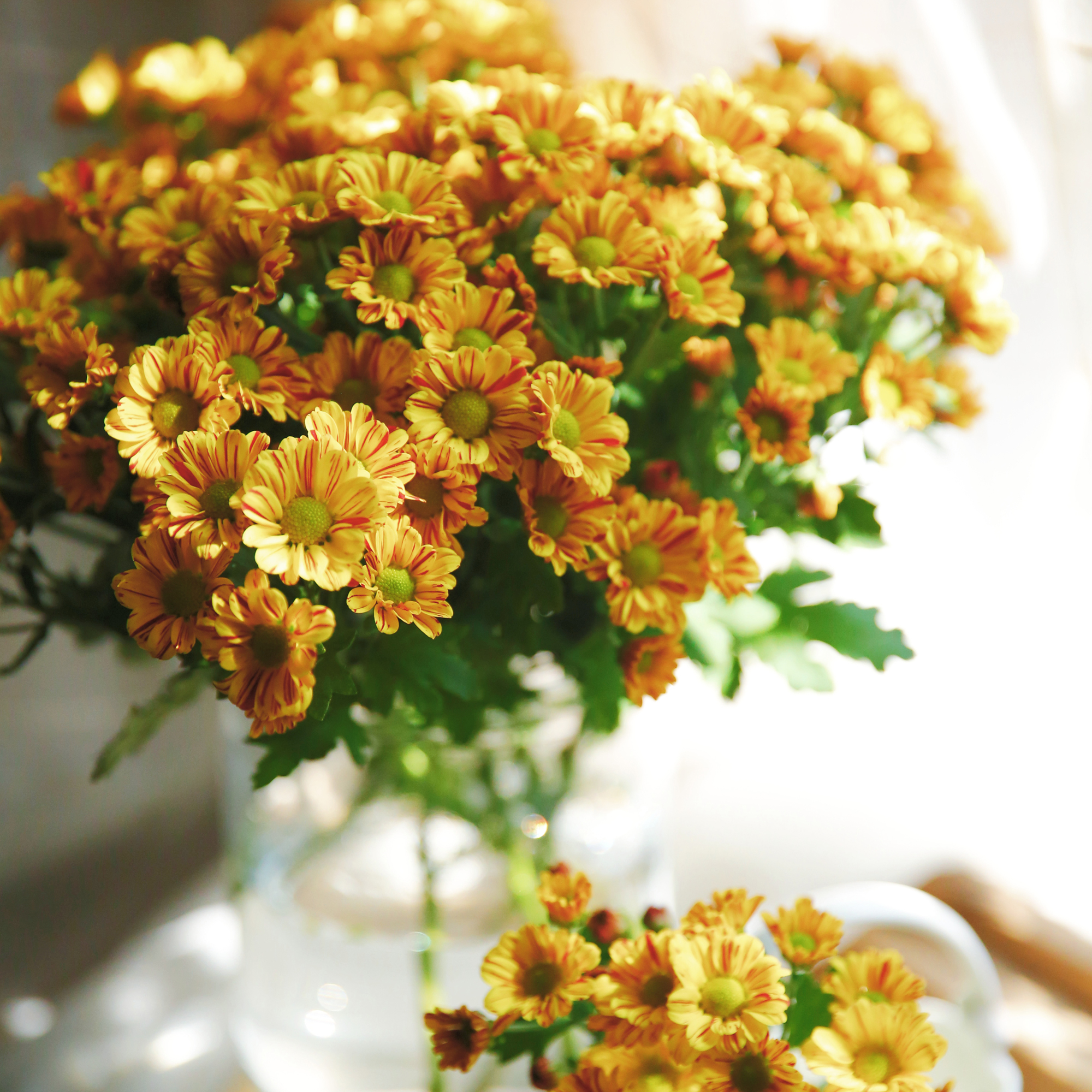 超长待机 | 鲜花云南直发小雏菊调色板花期长店内2扎顺丰空运包邮 - 图3