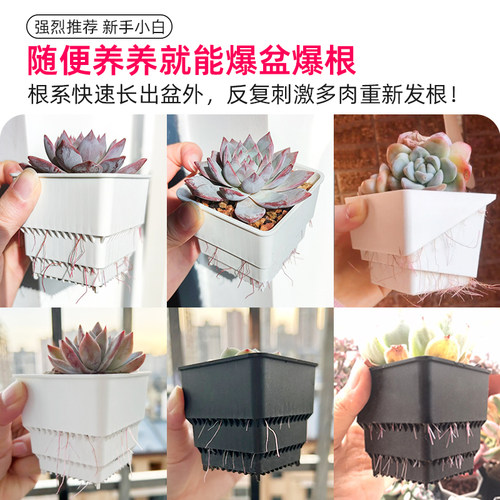 美莳种多肉植物的花盆组合塑料创意精致小白方带托盘一体控根专用 - 图3