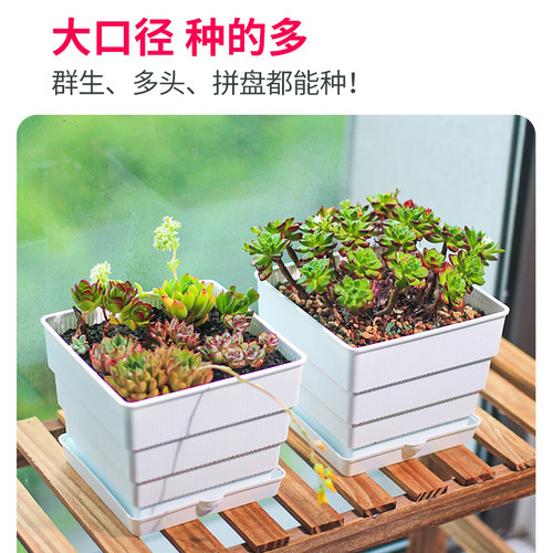 美莳大口径塑料控根多肉花盆肉肉盆景拼盘专用大号透气花盆带托盘 - 图2