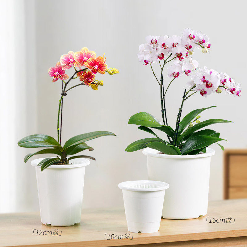 美莳双层养蝴蝶兰控根小号花盆透气塑料石斛文心兰大口径专用套盆,淘宝优惠券,粉丝福利购,淘宝优惠卷