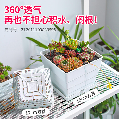 美莳大口径塑料控根多肉花盆肉肉盆景拼盘专用大号透气花盆带托盘 - 图1