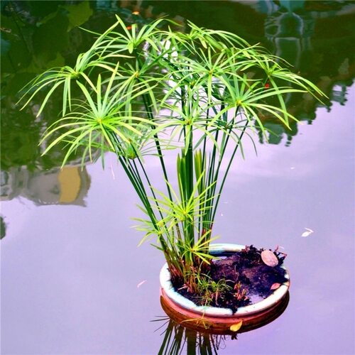 水竹风车草水养旱伞草龟缸鱼池水培挺水植物沼泽过滤净化水质 - 图0