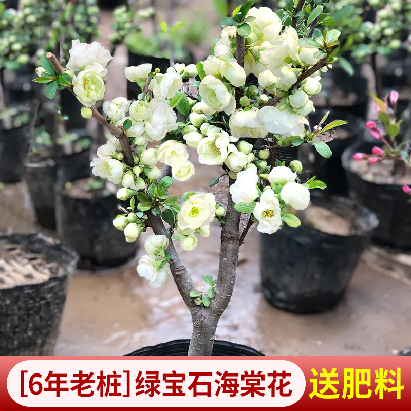 垂丝海棠花盆栽四季开花卉植物室内带花苞重瓣长寿冠树苗老桩盆景 - 图2