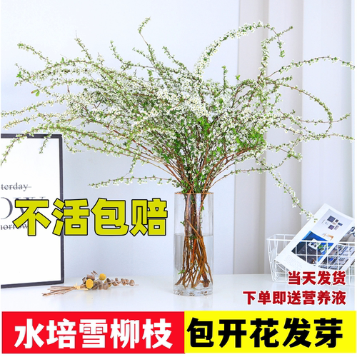水培雪柳干枝支鲜枝高级水养插花植物鲜花卉室内盆栽绿植龙柳好活 - 图1